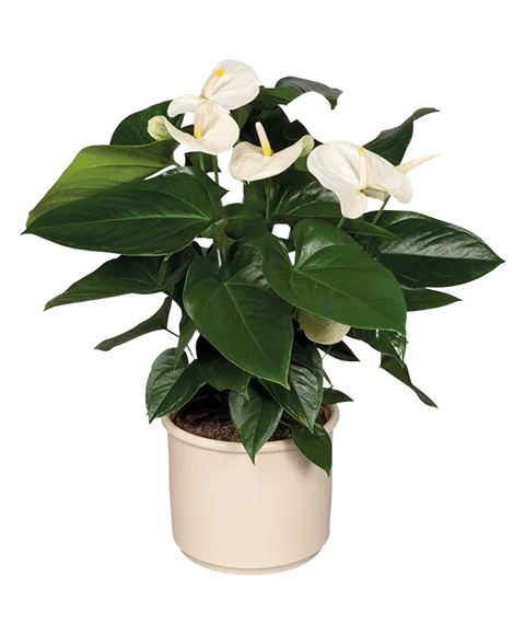 Pianta di Anthurium Colore Bianco