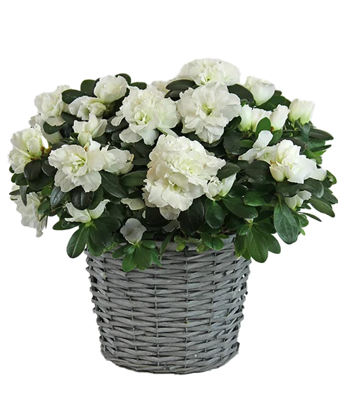 Pianta di Azalea