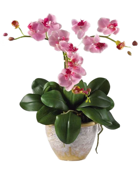Pianta di Orchidea Phalaenopsis Rosa