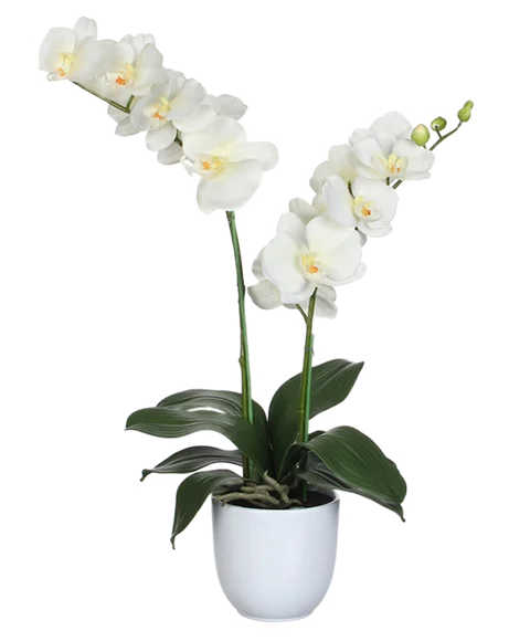 Pianta di Orchidea Phalaenopsis Bianca