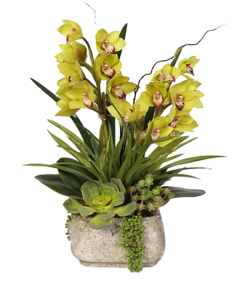 Composizione di Orchidee Cymbidium
