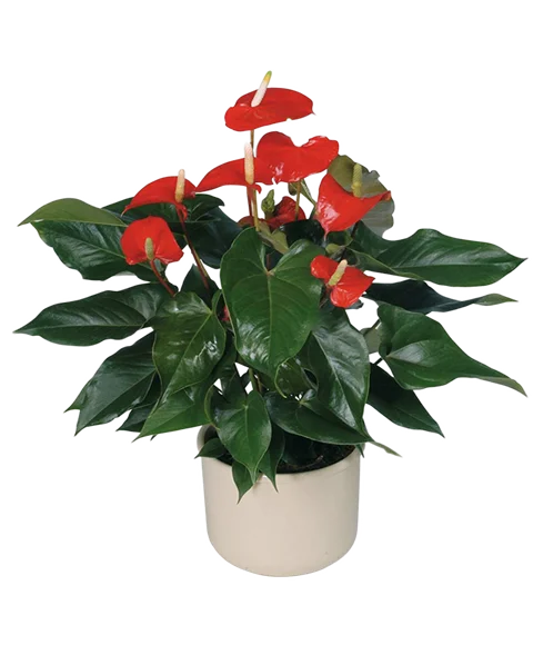Pianta di Anthurium Colore Rosso