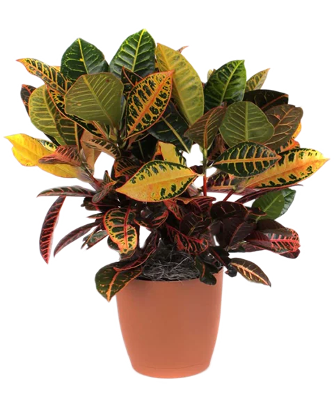 Pianta di Croton