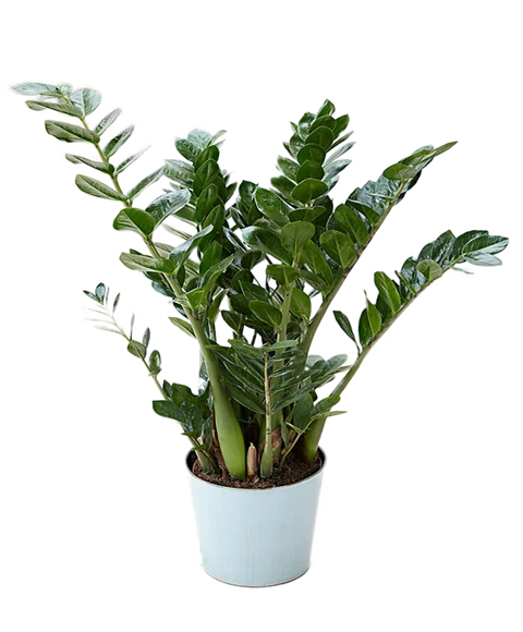 Pianta di Zamioculcas